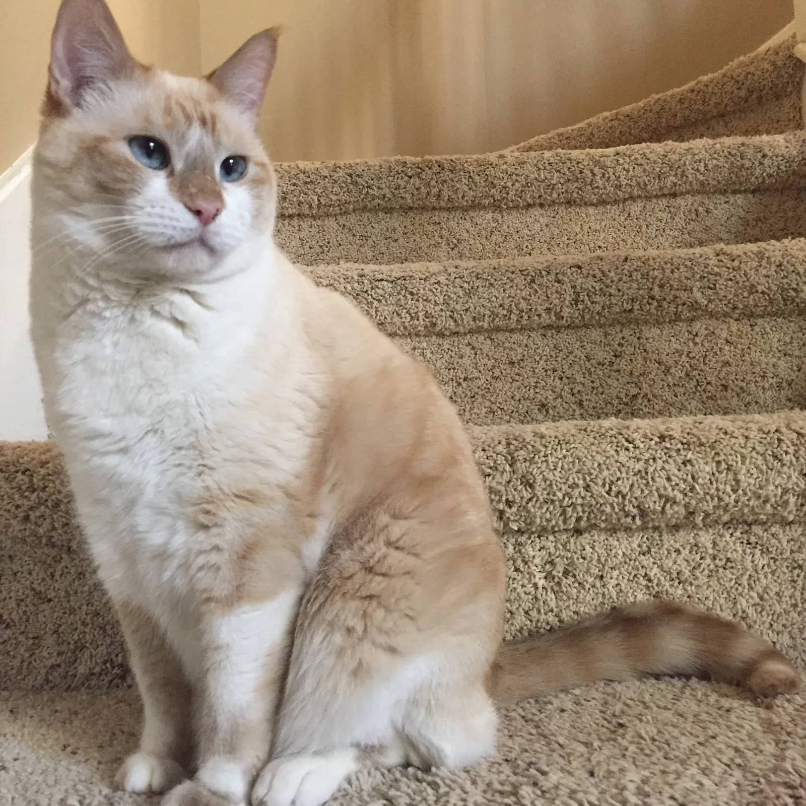 Lost cat in Spring, TX, 77389