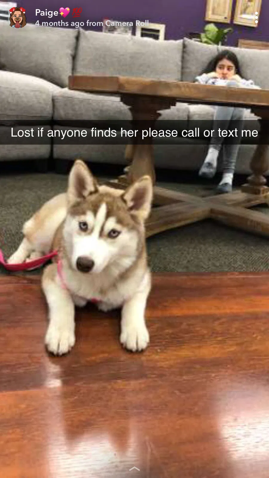 Lost dog in Caruthers, CA, 93609