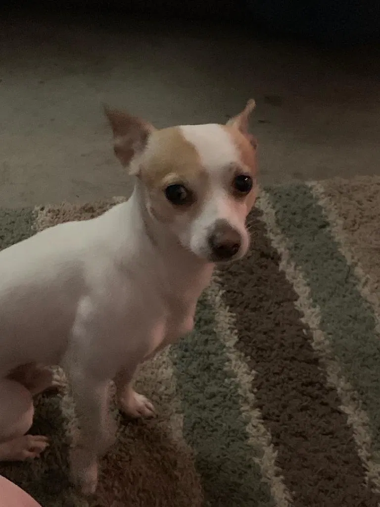Lost dog in Greeley, CO, 80634