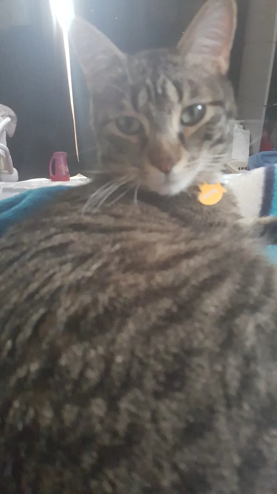 Lost cat in Greeley, CO, 80634