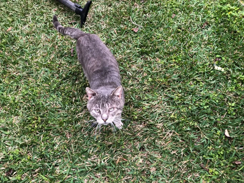 Lost cat in Pasadena, TX, 77504