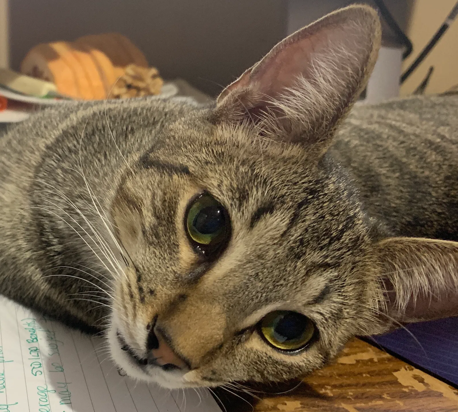 Lost cat in Gilbert, AZ, 85233