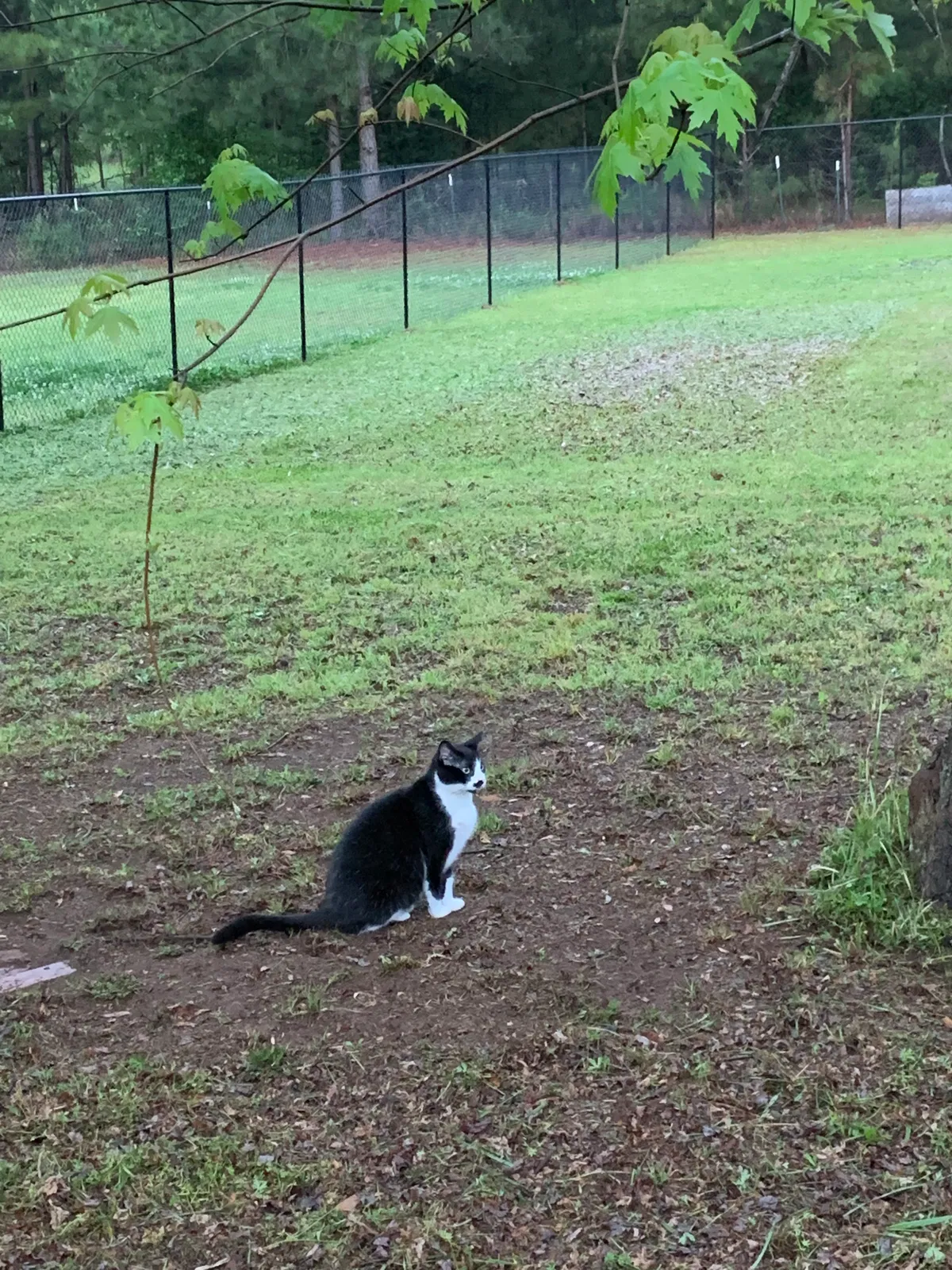 Lost cat in Pine Mountain, GA, 31822