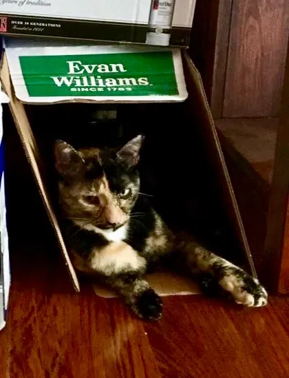 Lost cat in Portsmouth, VA, 23701