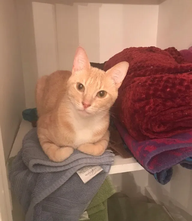 Lost cat in Calhoun, GA, 30701