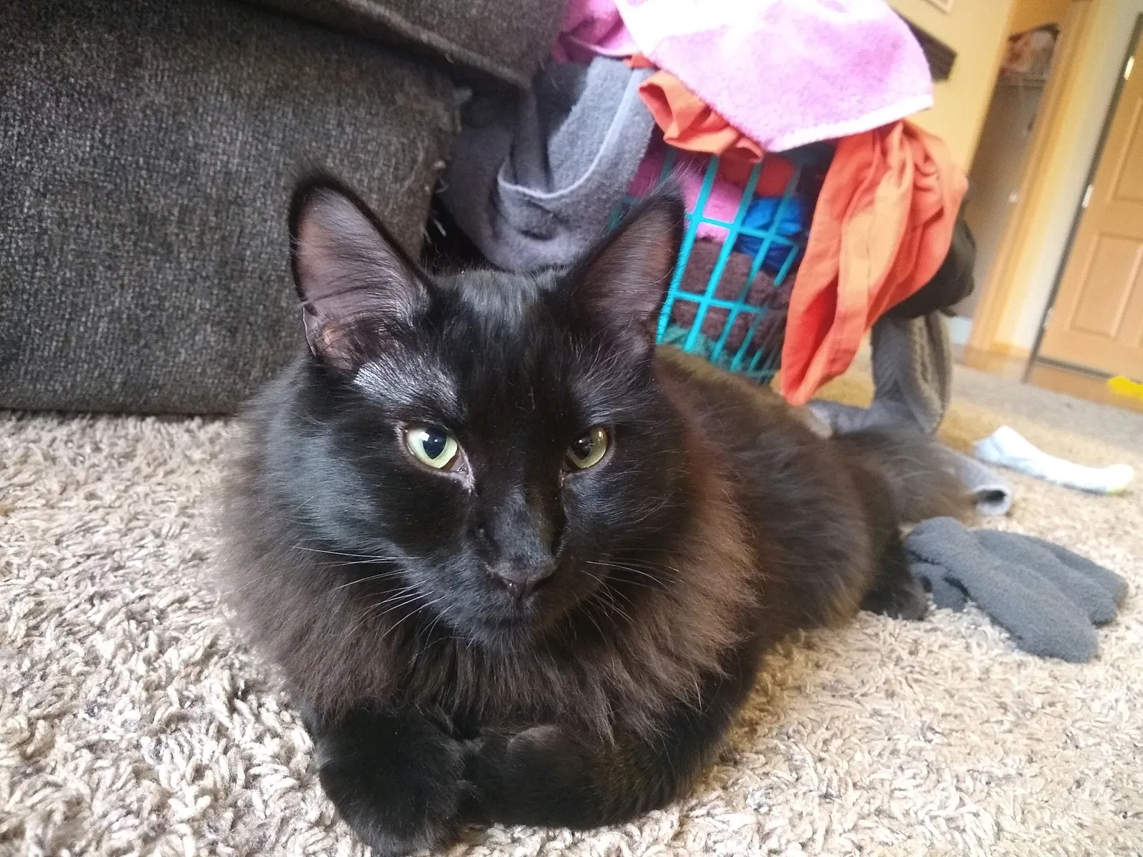 Lost cat in Fargo, ND, 58104