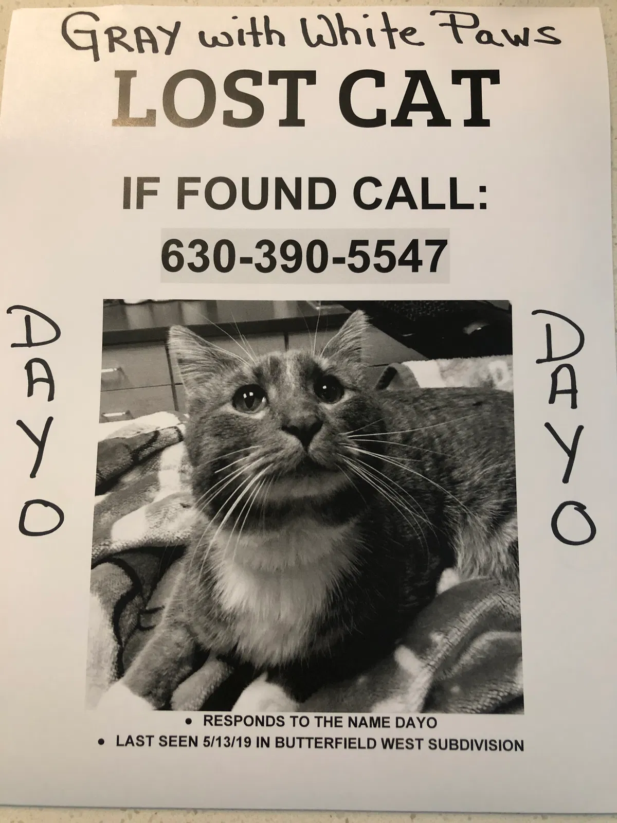 Lost cat in Glen Ellyn, IL, 60137