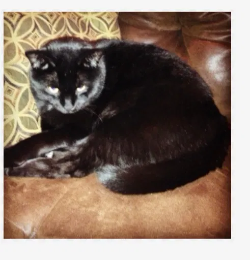 Lost cat in Jackson, TN, 38305