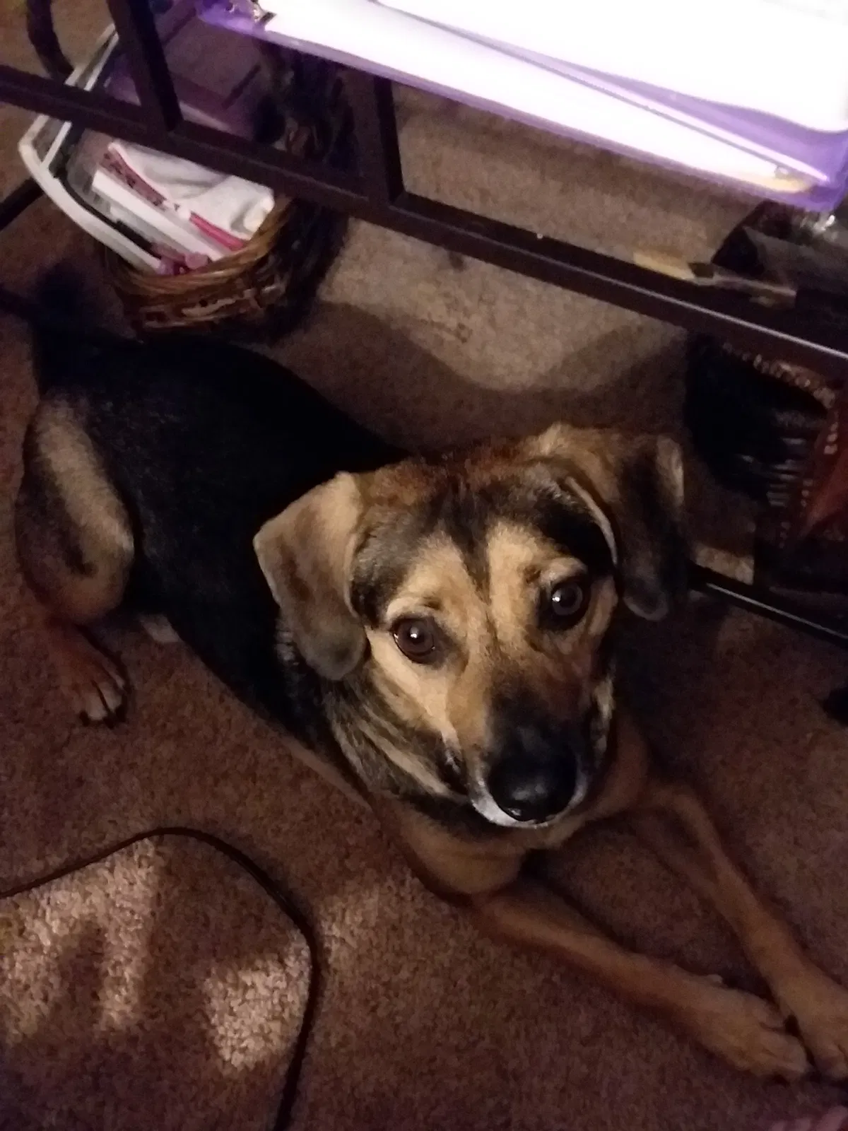 Lost dog in Galena, MO, 65656