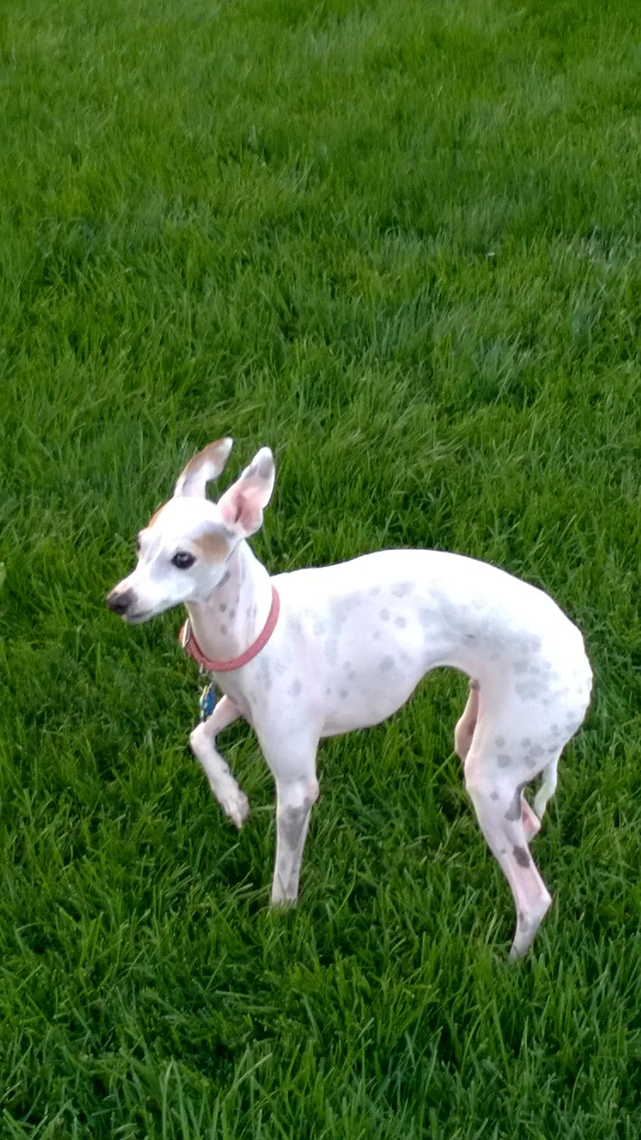 Lost dog in Twin Falls, ID, 83301