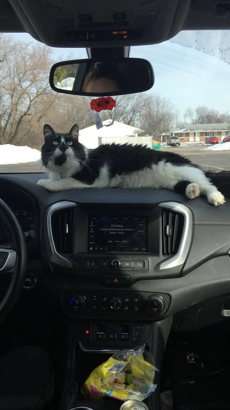 Lost cat in Clinton Township, MI, 48035