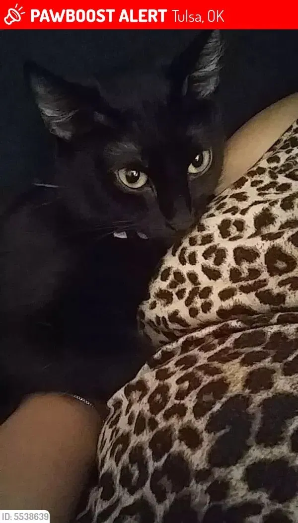 Lost cat in Tulsa, OK, 74136