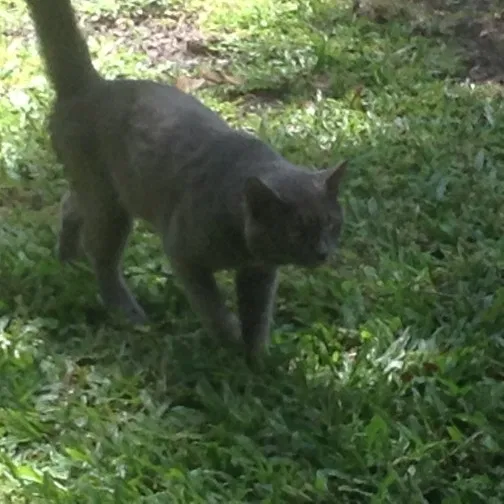 Lost cat in Auburndale, FL, 33823