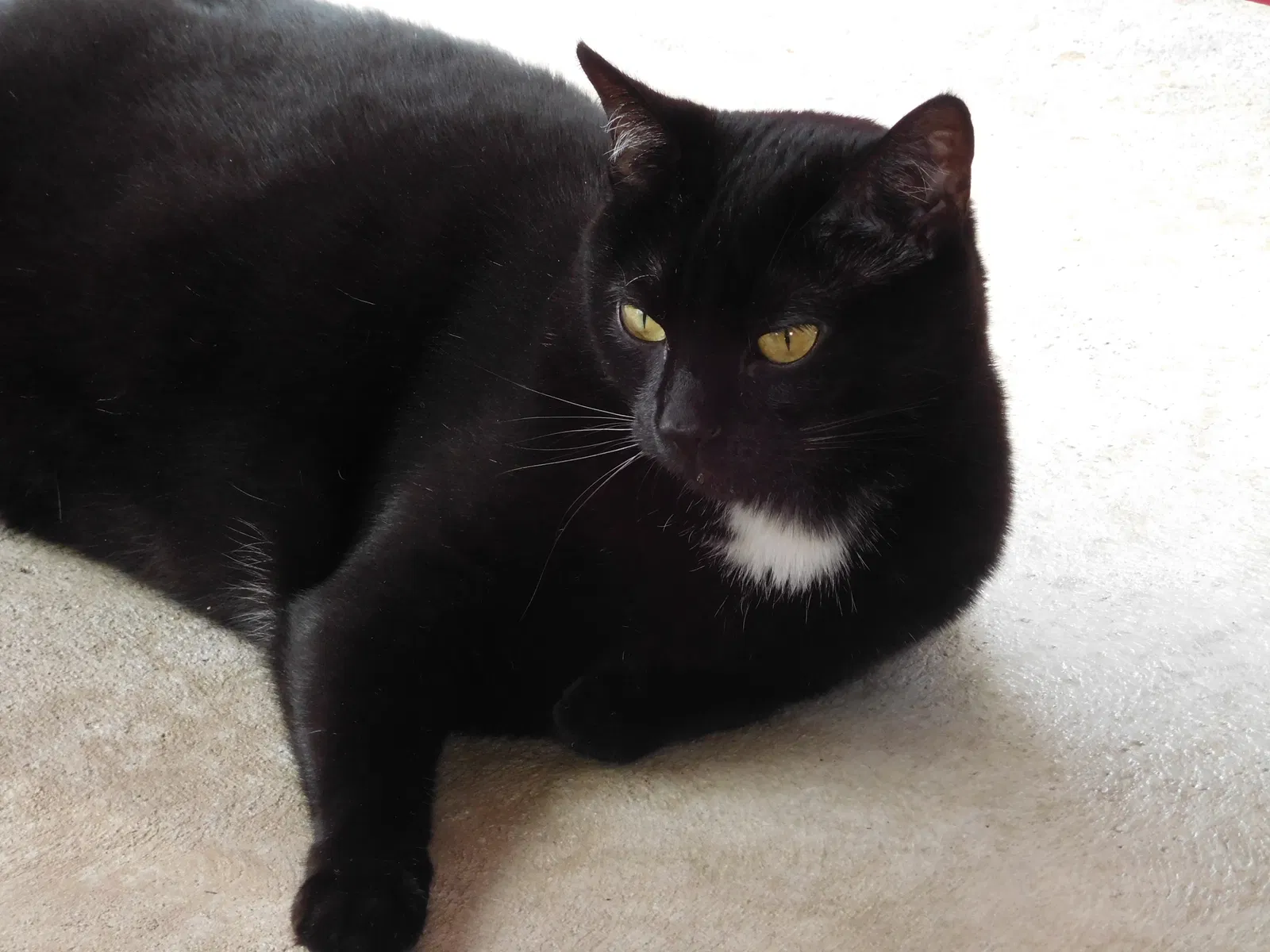 Lost cat in Greensburg, PA, 15601