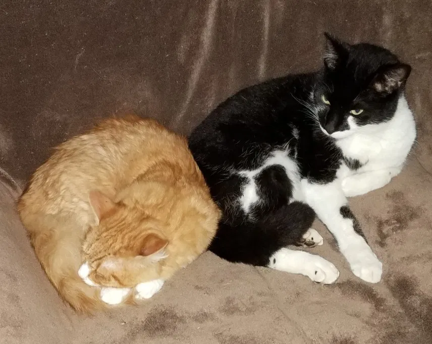 Lost cat in Winston Salem, NC, 27107