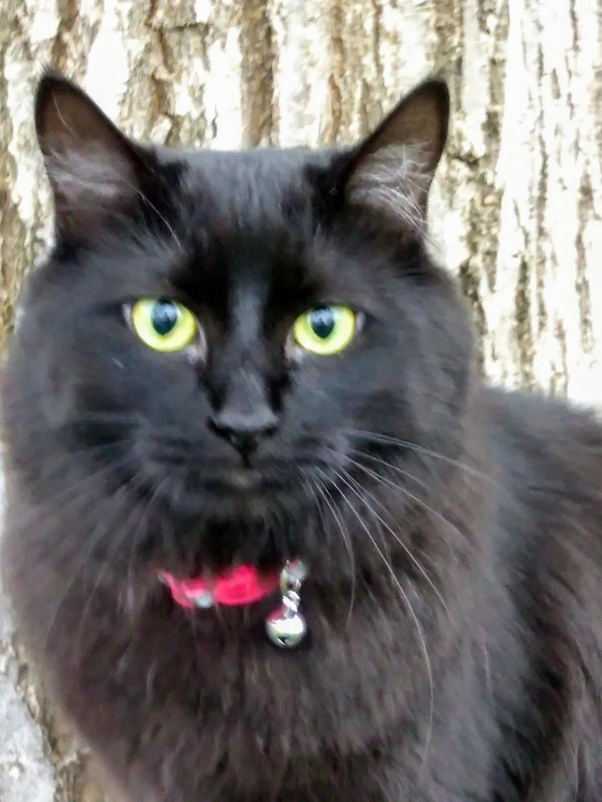 Lost cat in Kennewick, WA, 99337