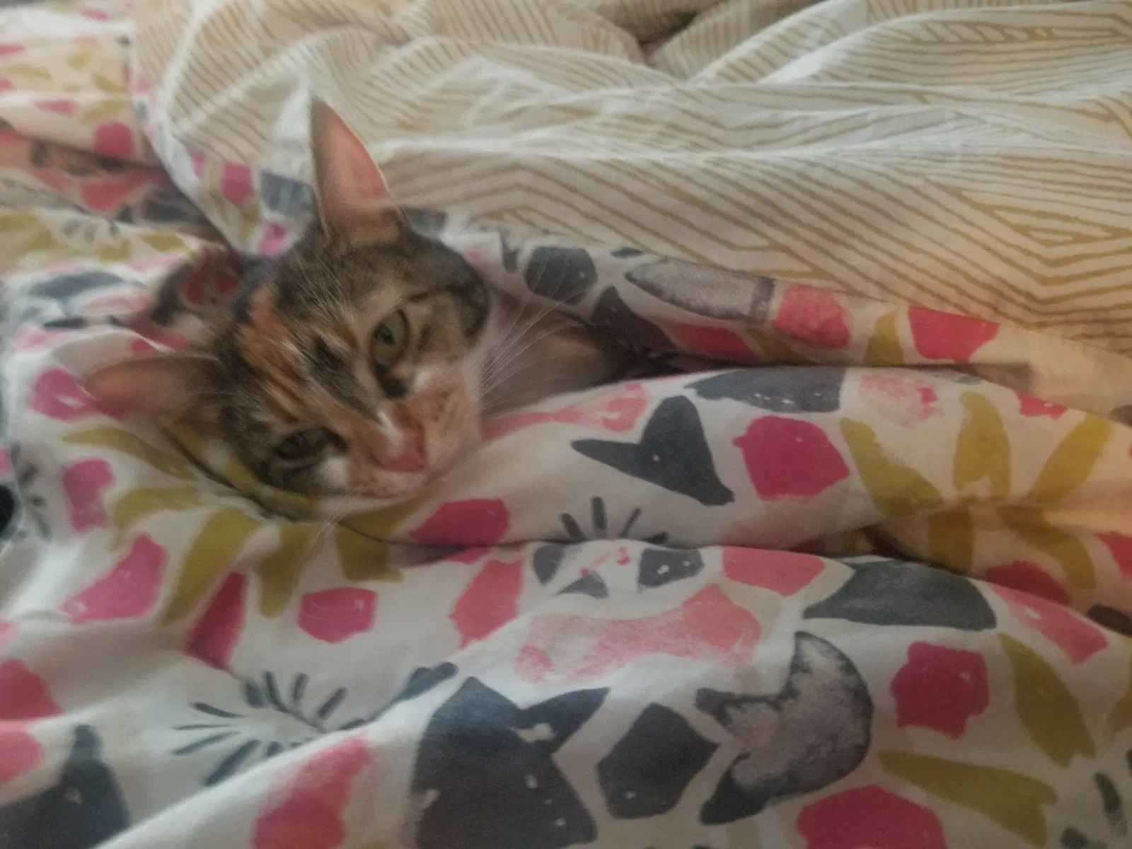 Lost cat in Yelm, WA, 98597