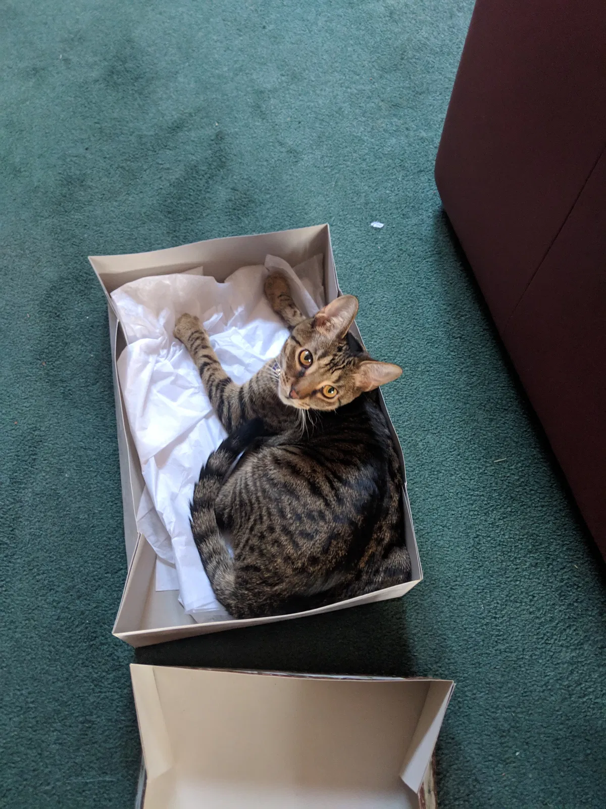 Lost cat in Cincinnati, OH, 45248