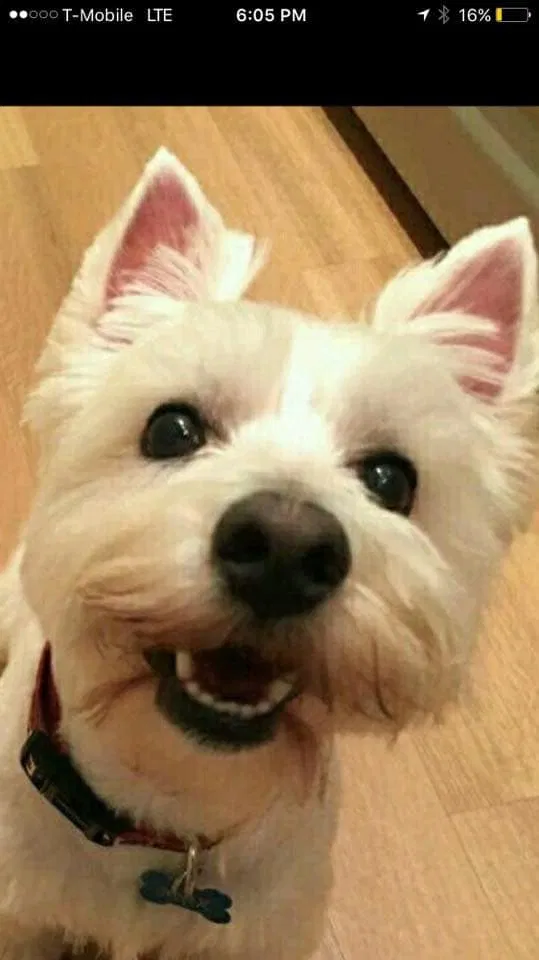 Lost dog in Lake Stevens, WA, 98258