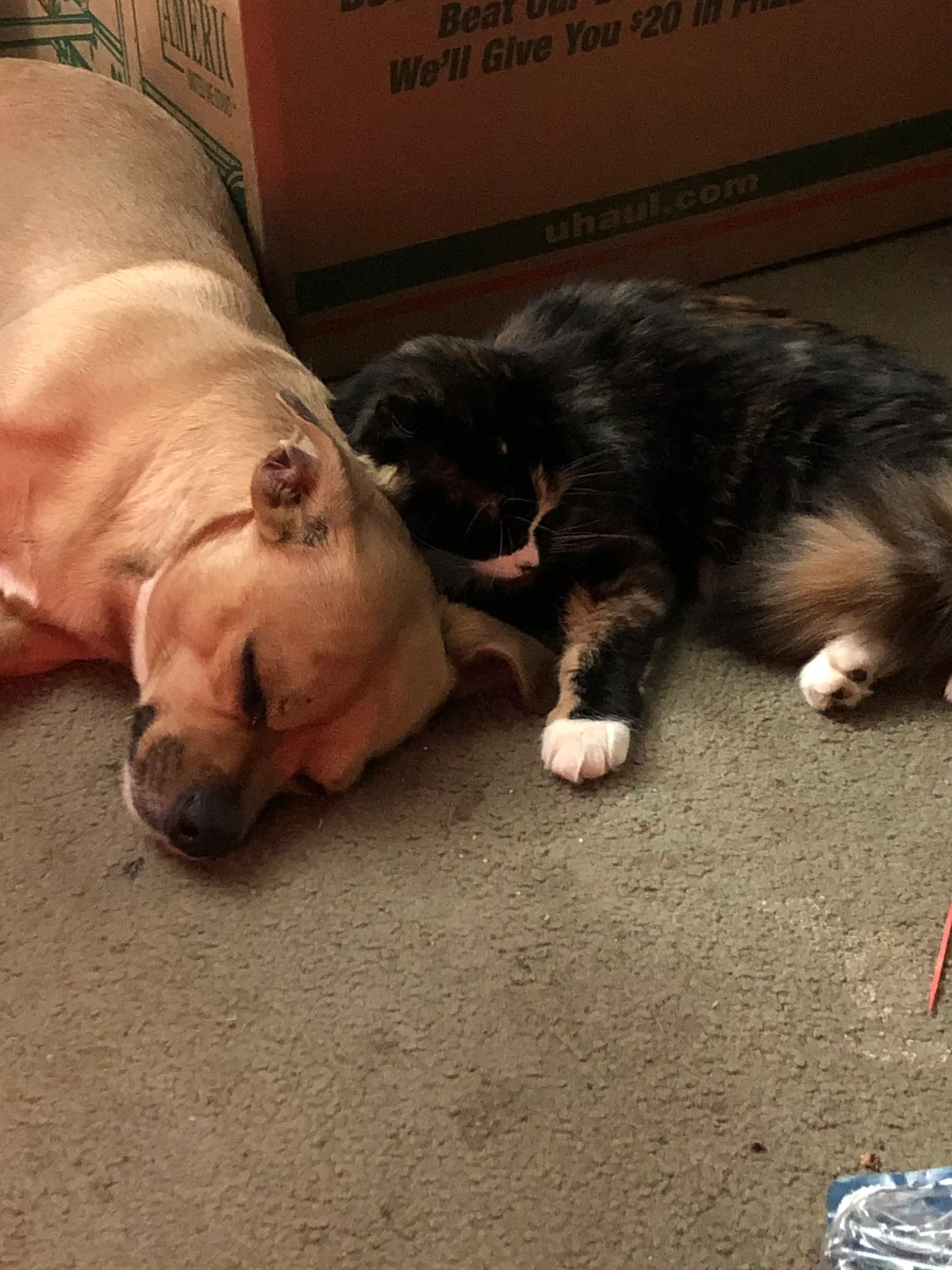Lost cat in Aurora, CO, 80010