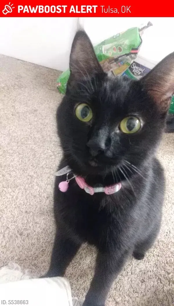 Lost cat in Tulsa, OK, 74136