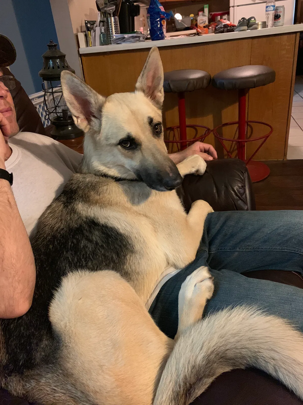 Lost dog in Byhalia, MS, 38611