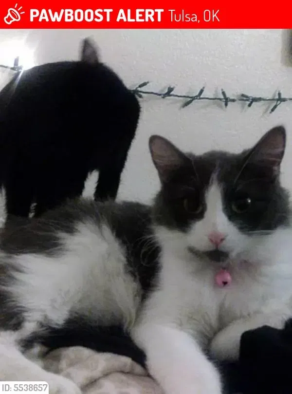 Lost cat in Tulsa, OK, 74136