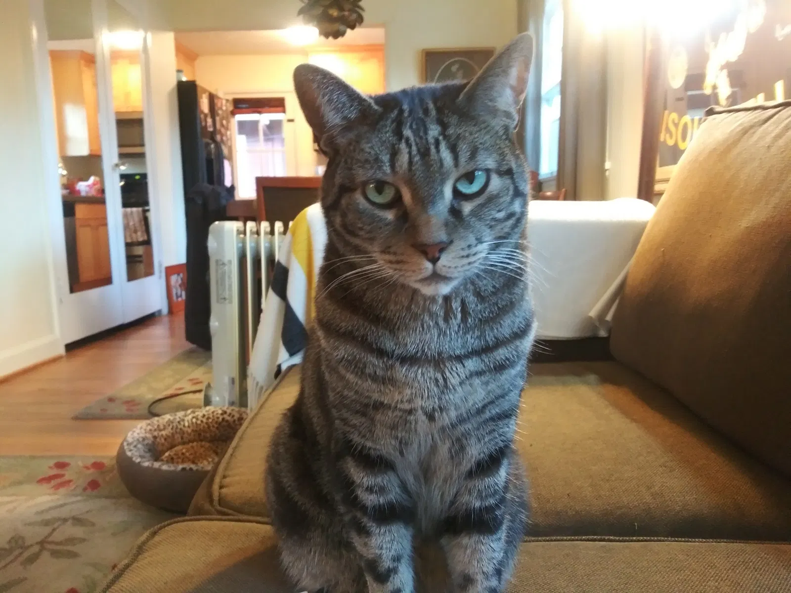 Lost cat in Portland, OR, 97202