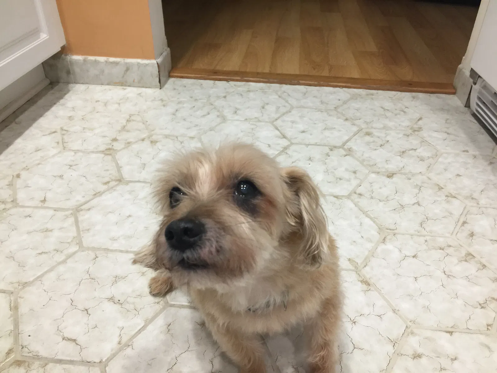 Lost dog in Unknown, FL, 3334