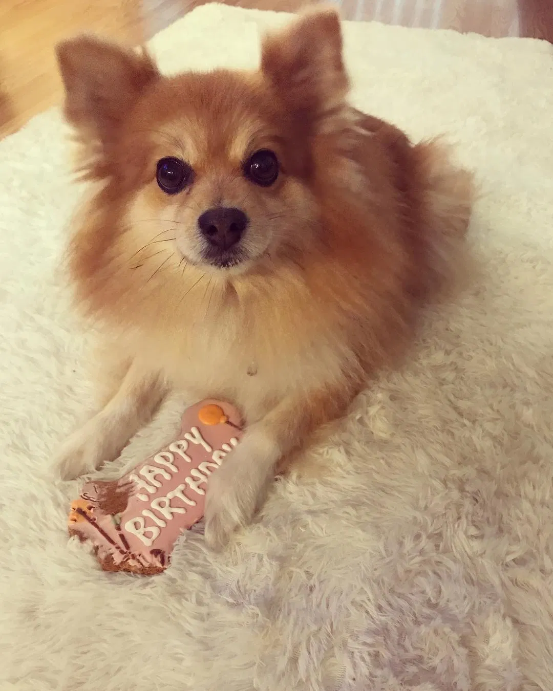 Lost dog in Kissimmee, FL, 34744