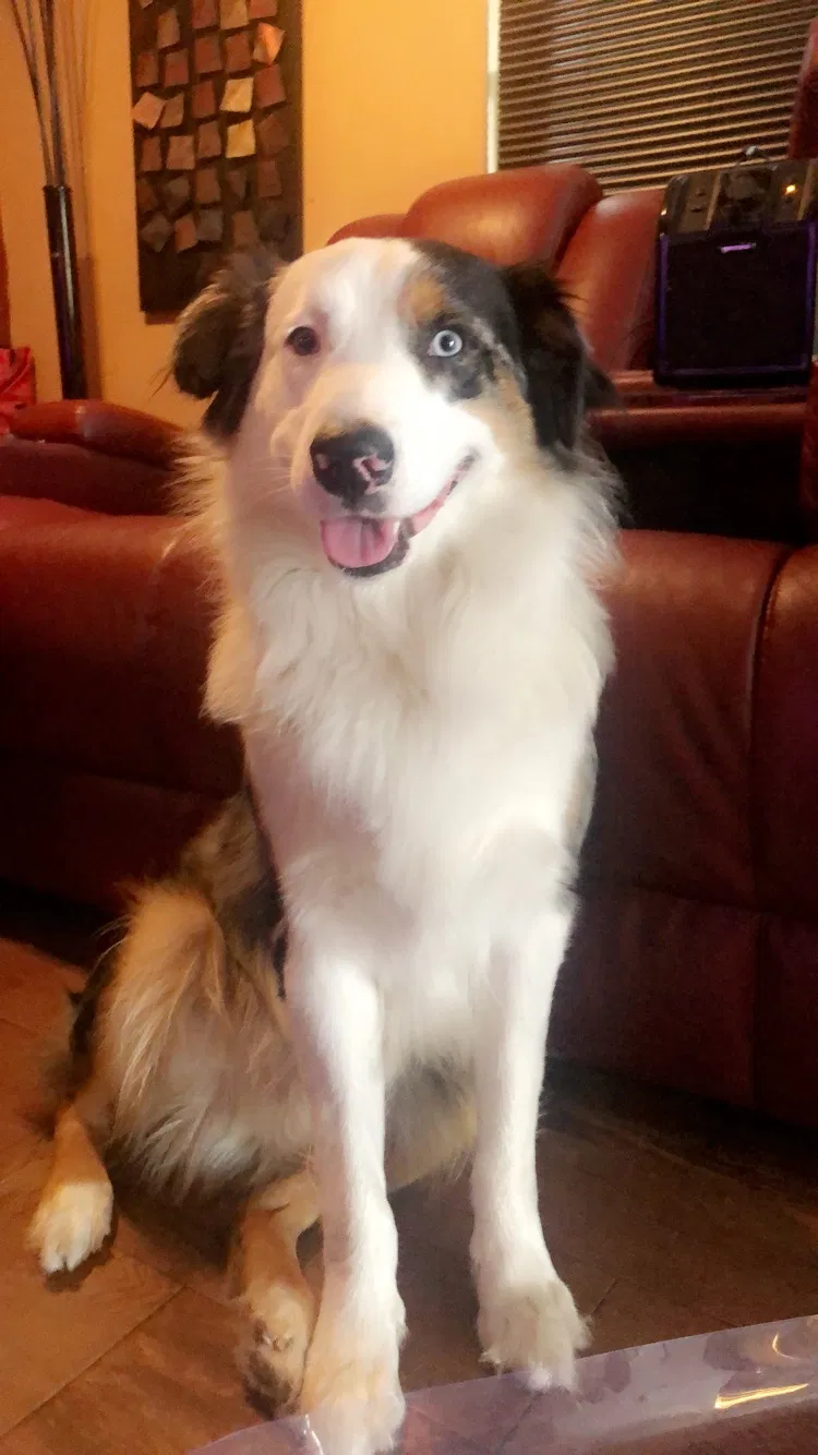 Lost dog in Lake Worth, FL, 33463