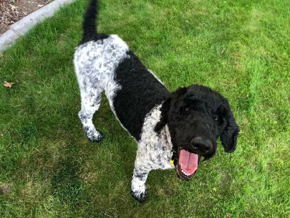 Lost dog in Spokane, WA, 99206