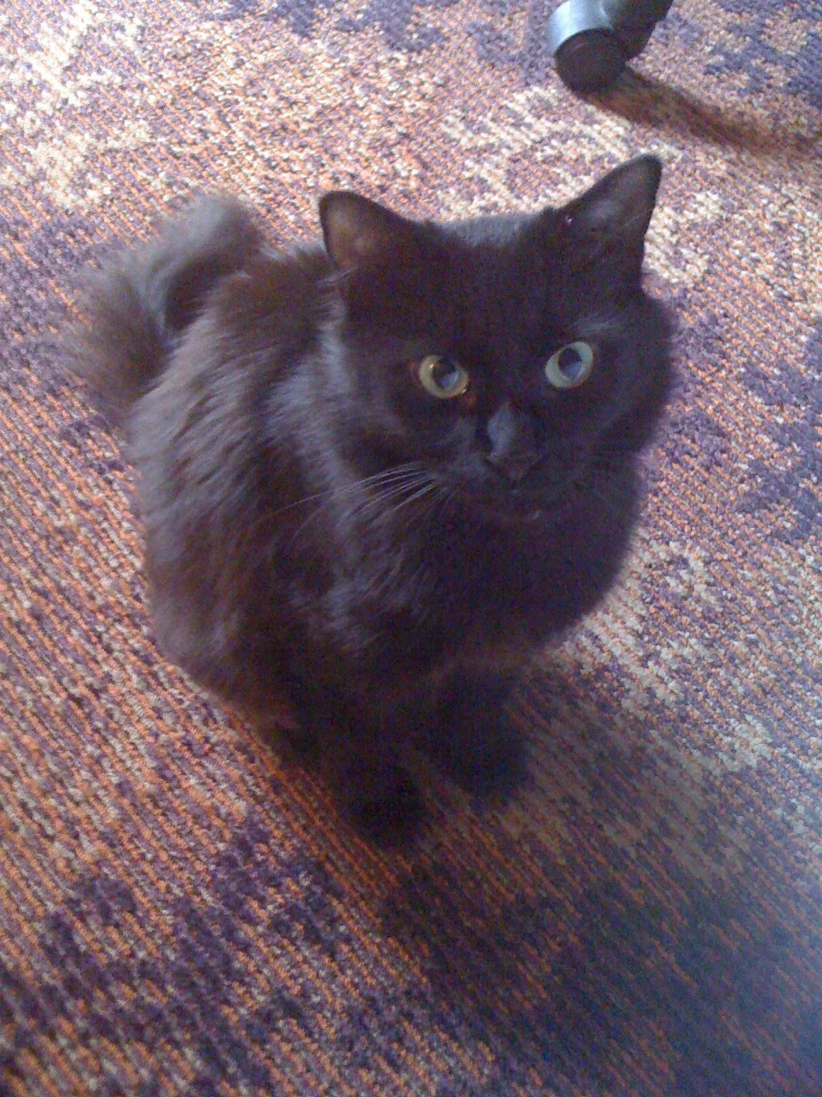 Lost cat in Atlanta, GA, 30337