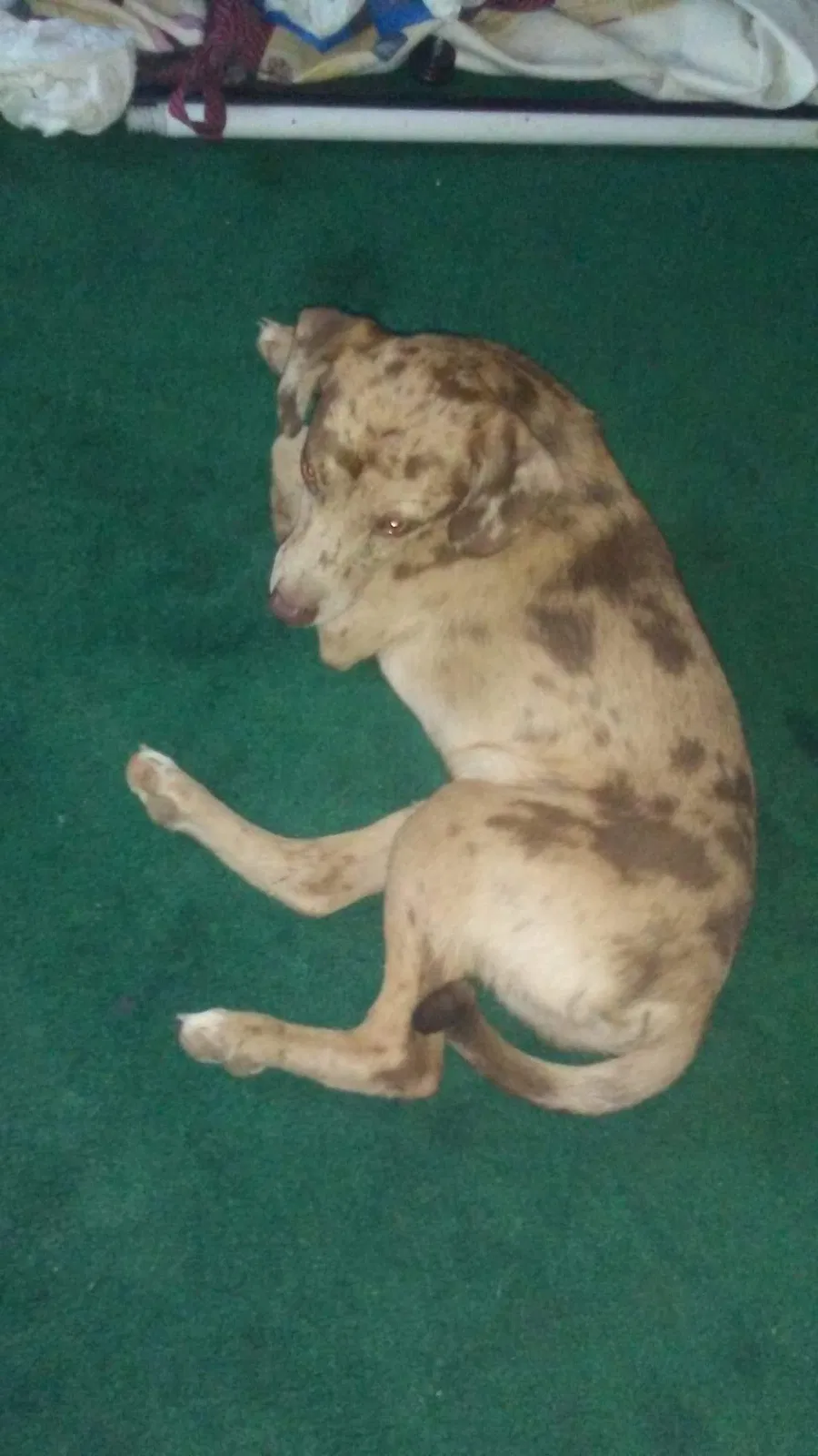 Lost dog in Commerce, GA, 30530