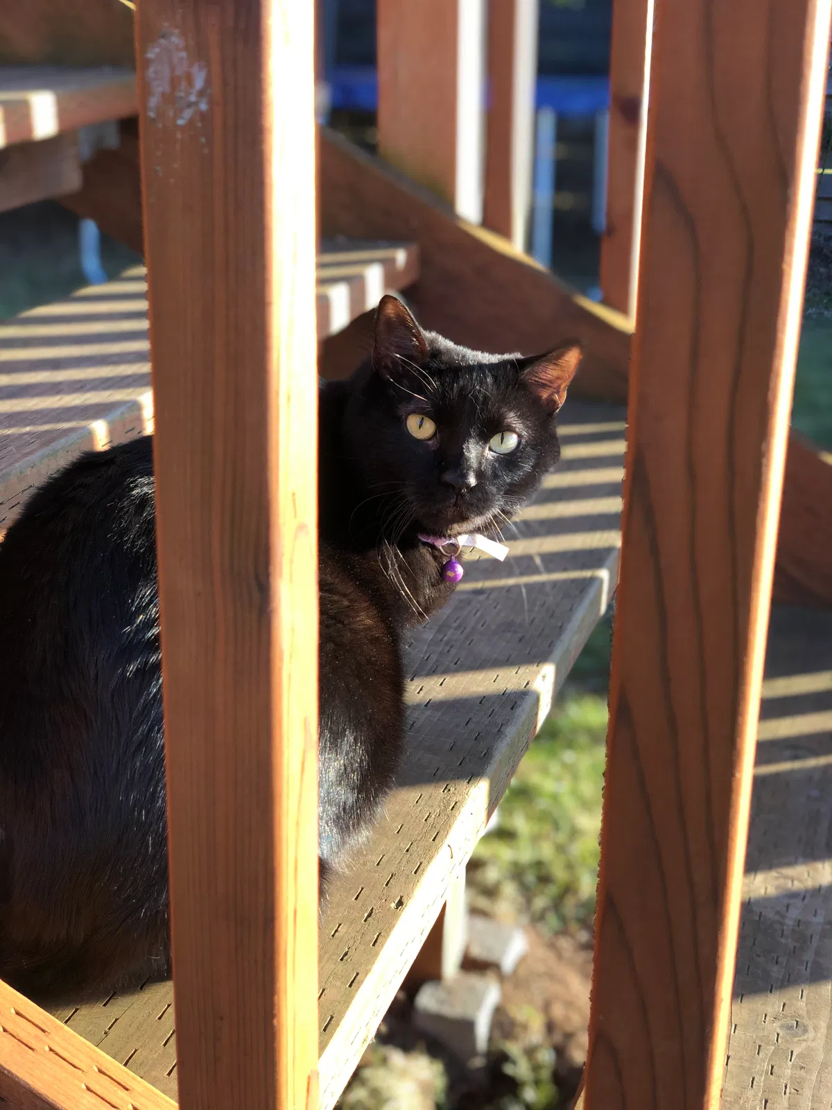 Lost cat in Bellingham, WA, 98226