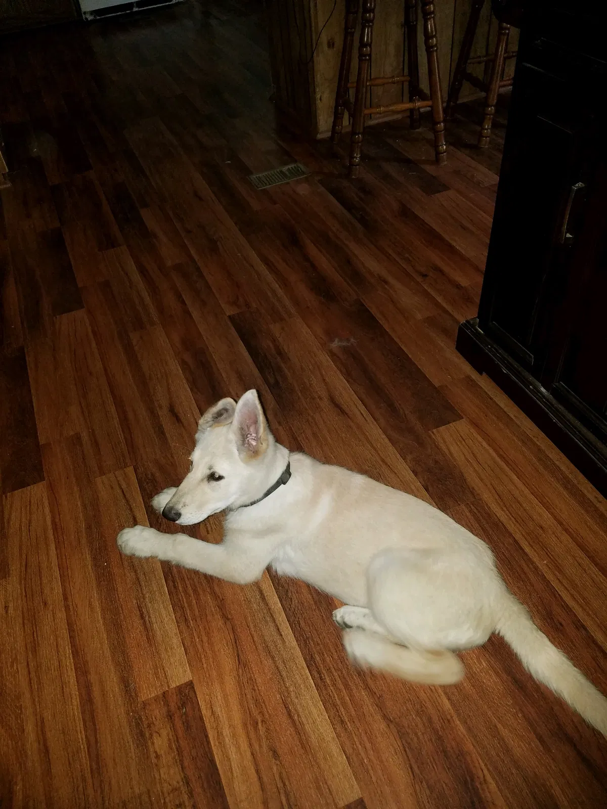 Lost dog in Hartsville, SC, 29550