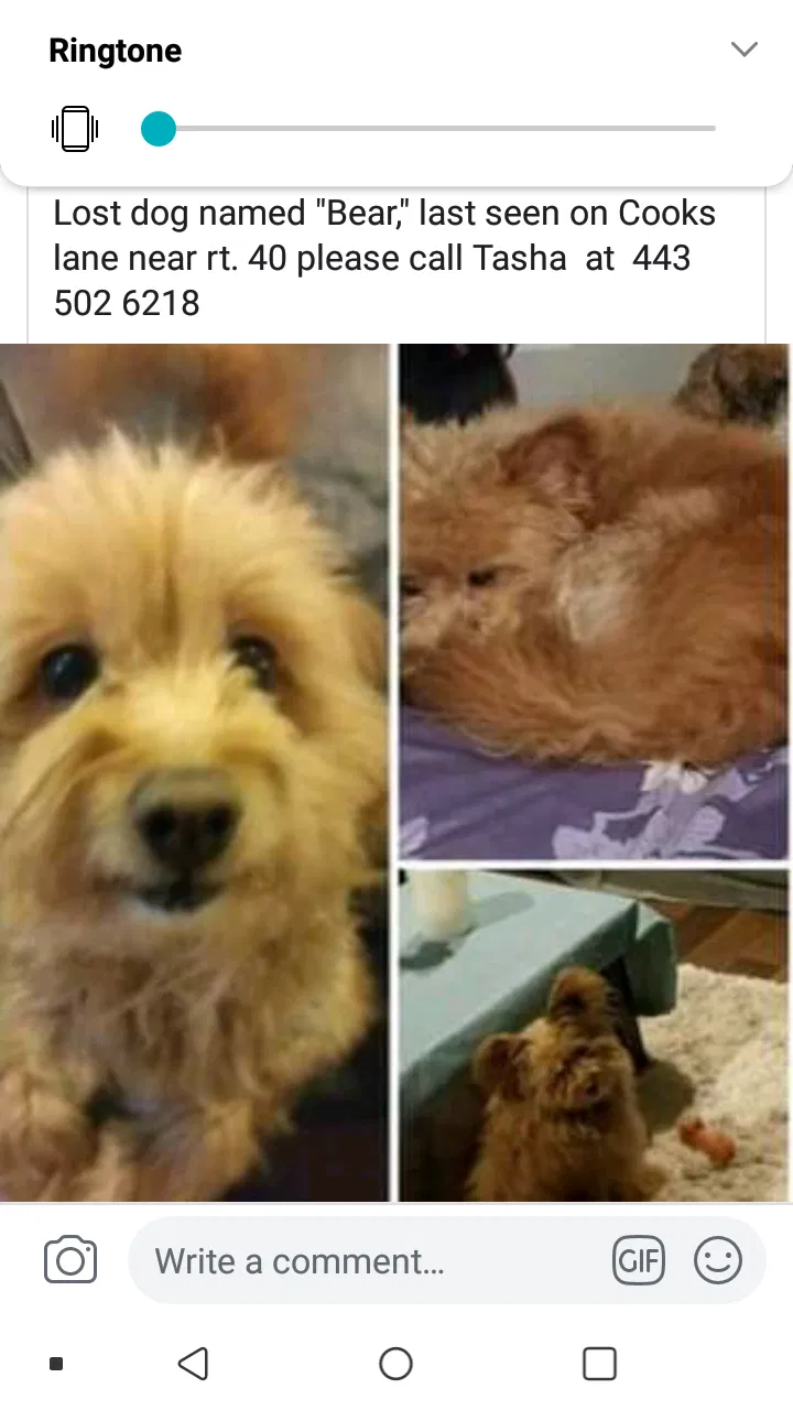Lost dog in Baltimore, MD, 21229