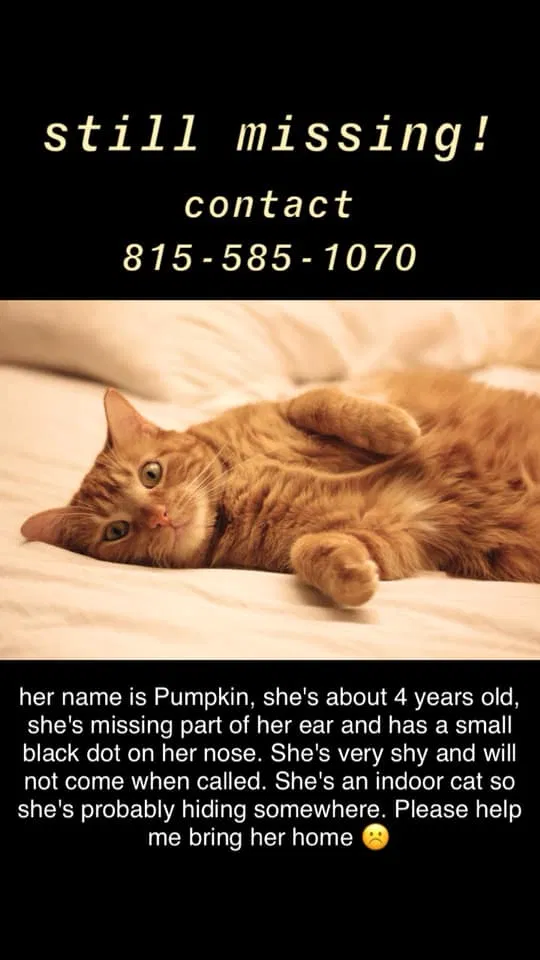 Lost cat in Urbana, IL, 61801