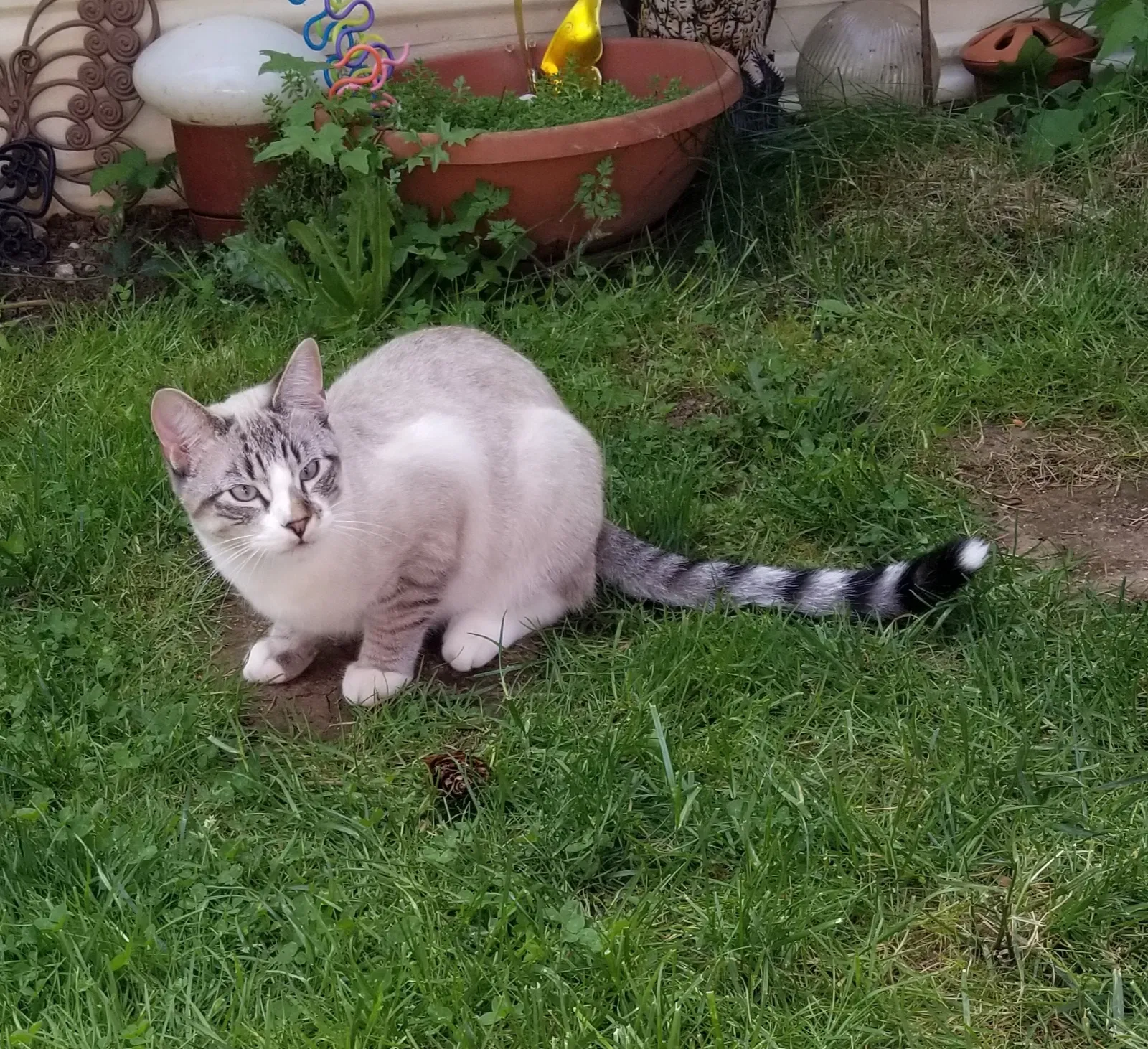 Lost cat in Brush Prairie, WA, 98606