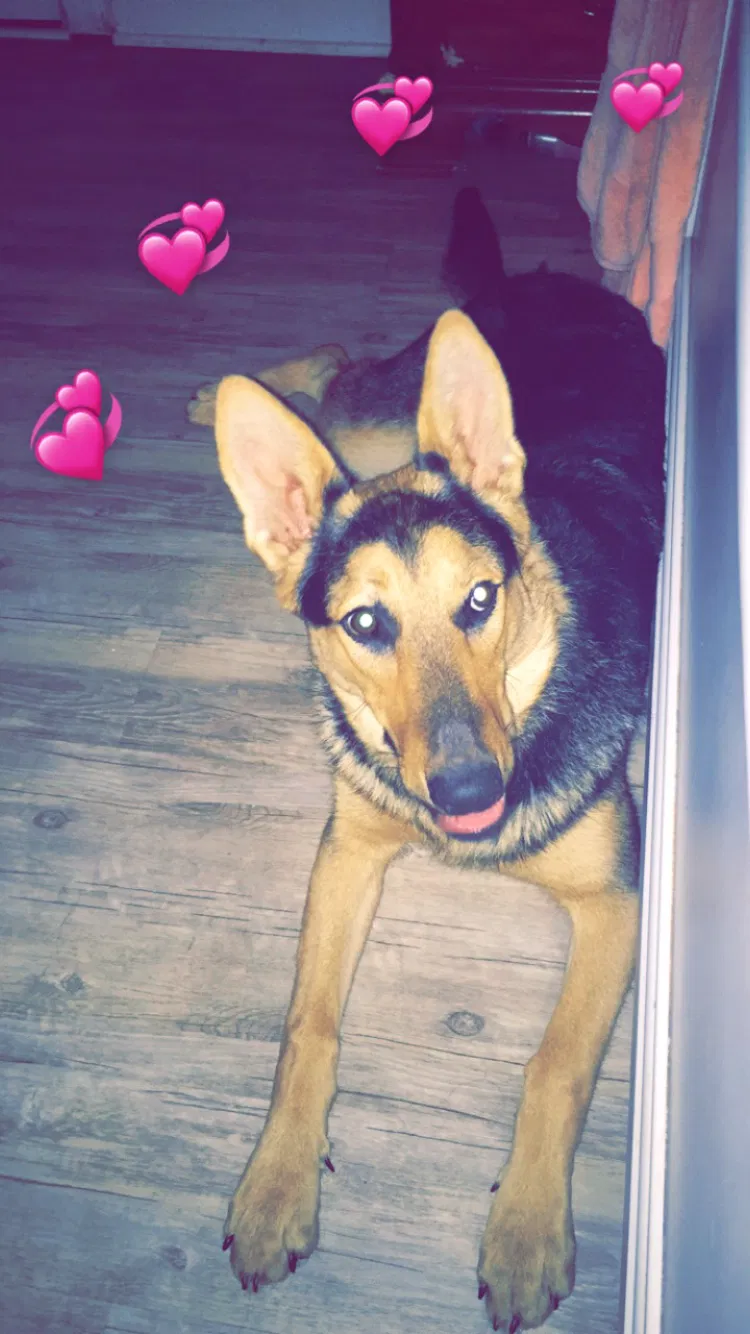 Lost dog in Charlotte, NC, 28208