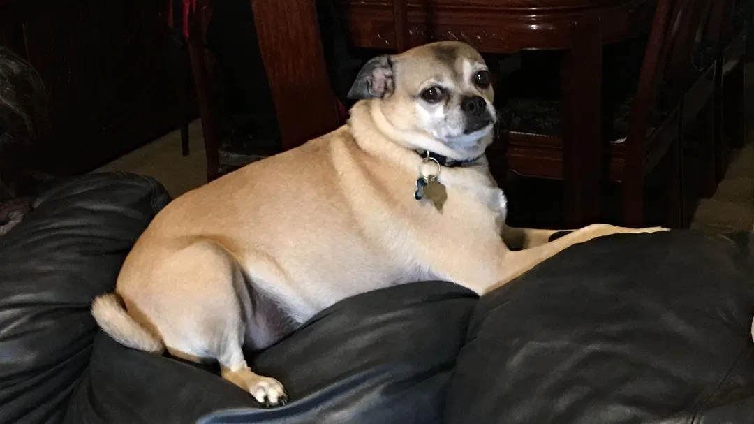 Lost dog in Unknown, TX, 75036
