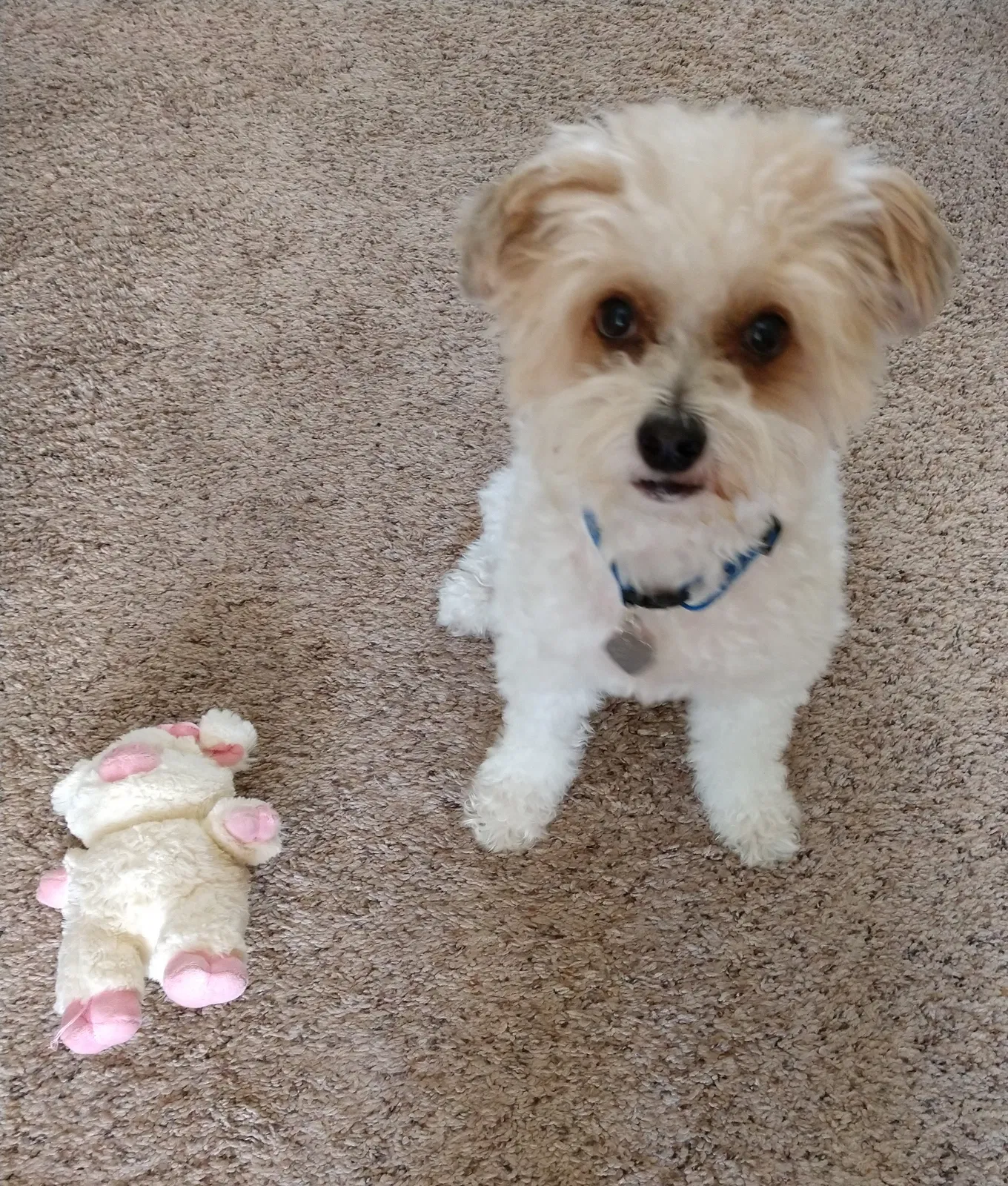 Lost dog in Pawleys Island, SC, 29585