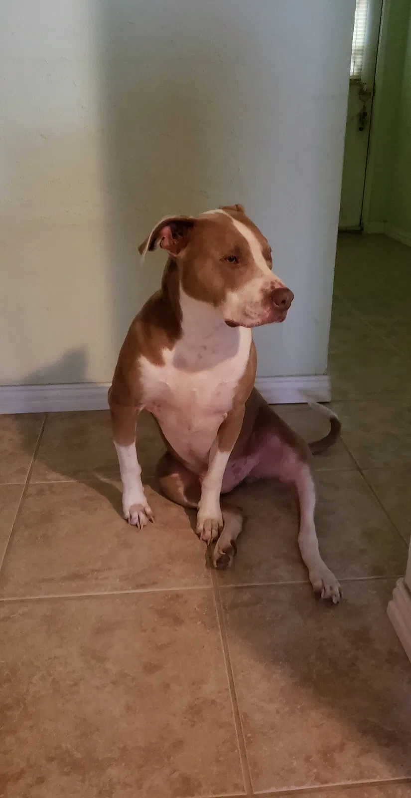 Lost dog in Humble, TX, 77396