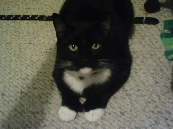 Lost cat in Rochester, NY, 14623