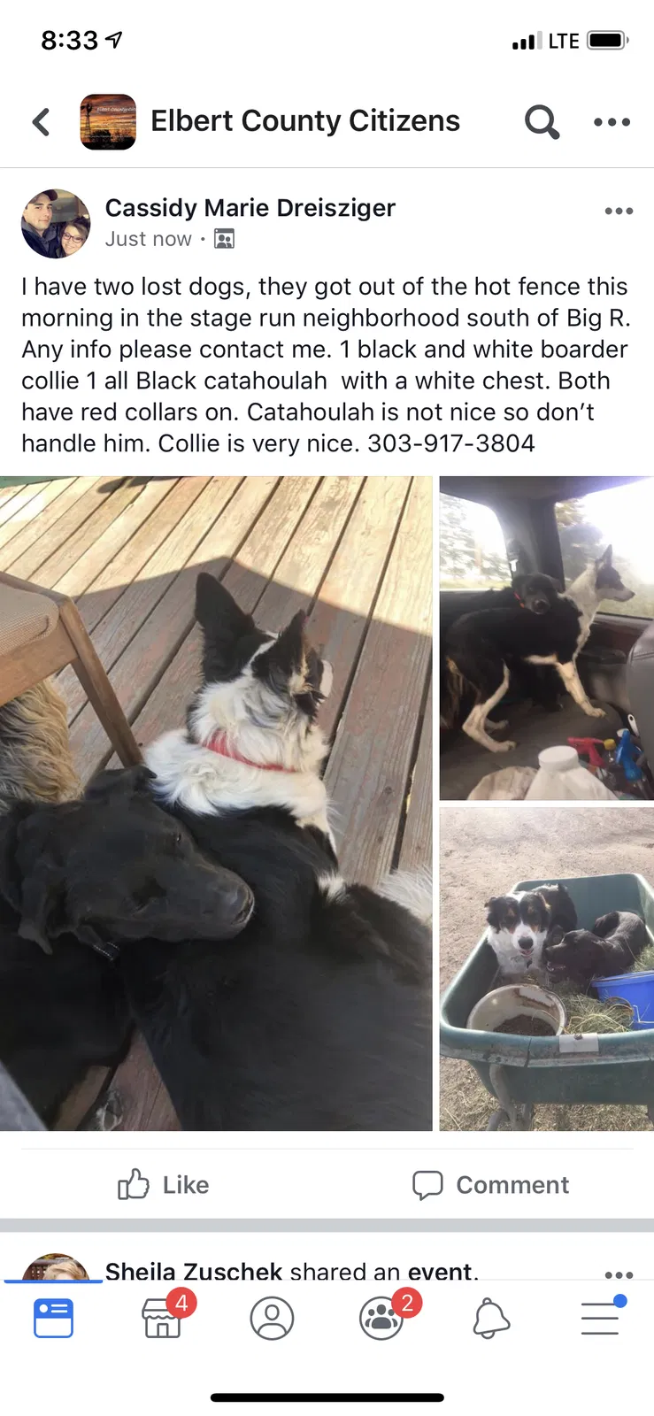 Lost dog in Elizabeth, CO, 80107