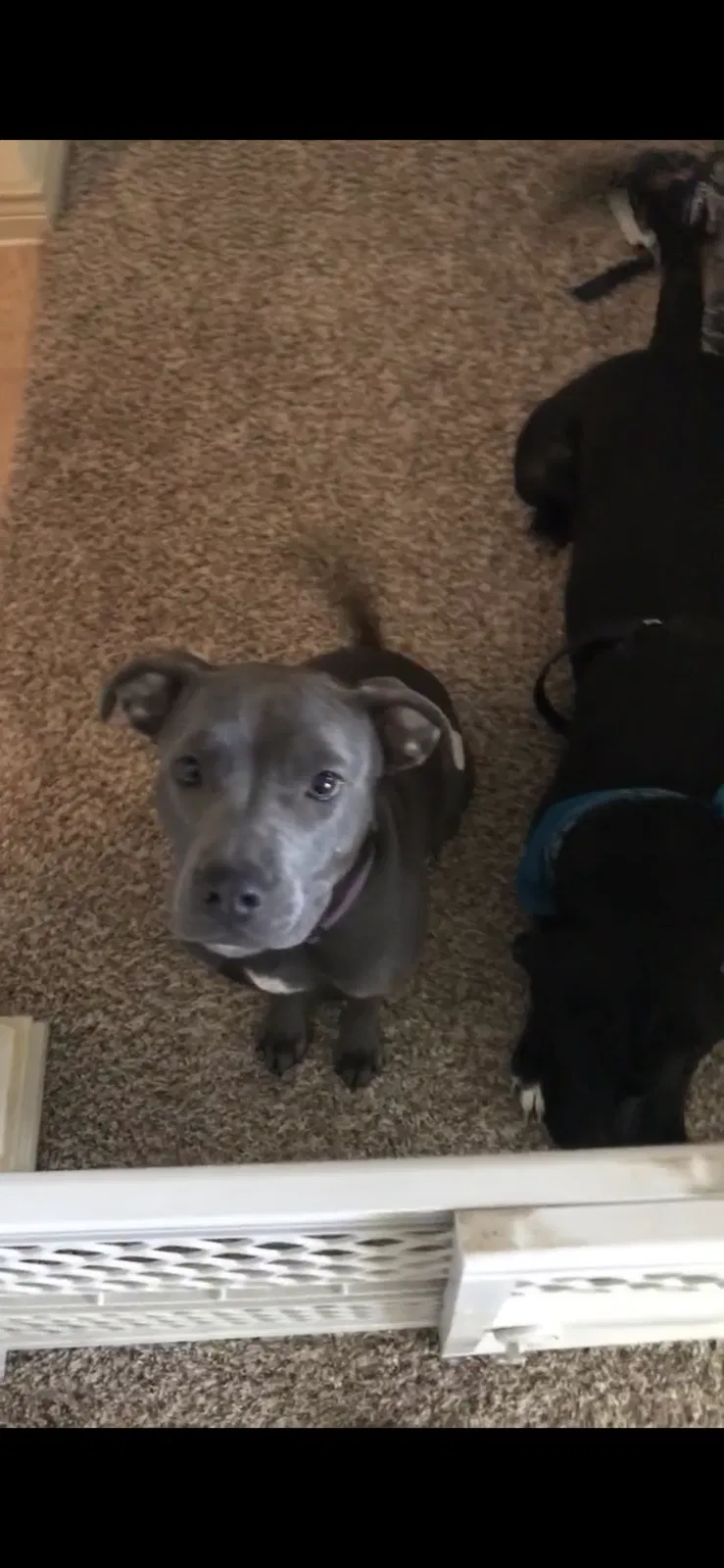 Lost dog in Fort Worth, TX, 76135