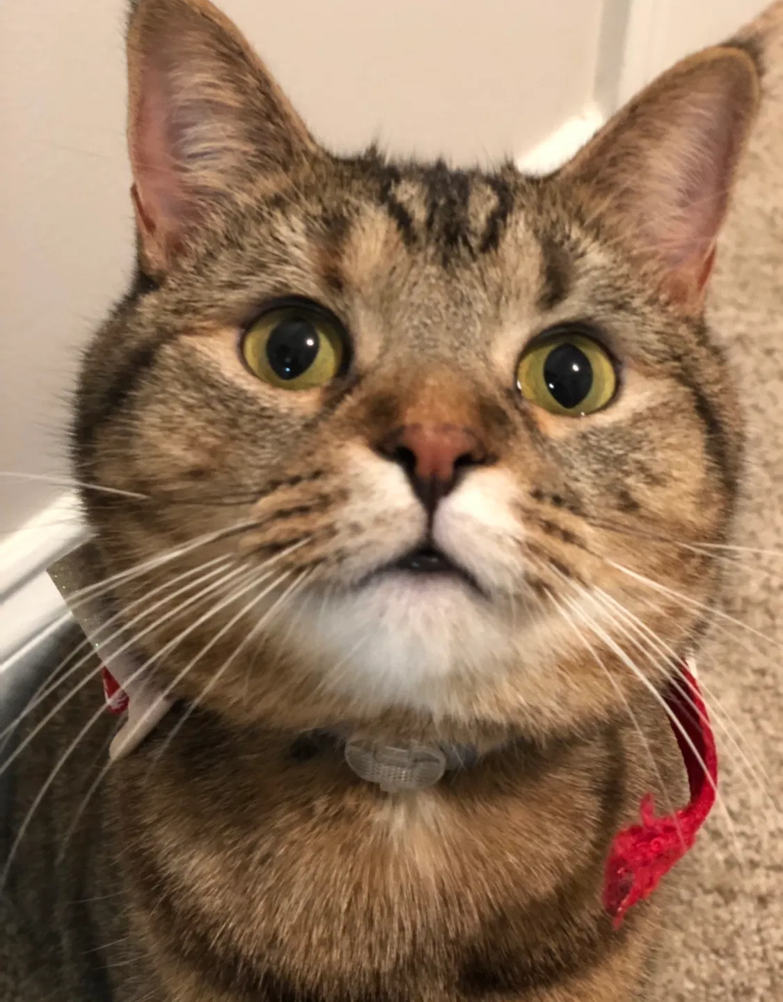 Lost cat in Kingsport, TN, 37663