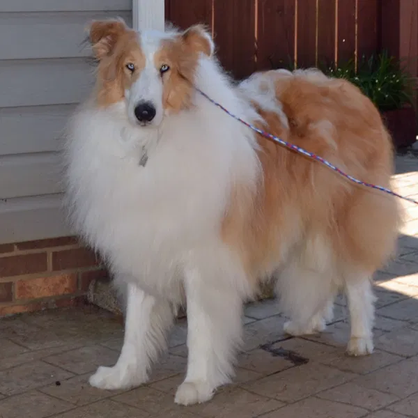 Lost dog in Winston Salem, NC, 27107