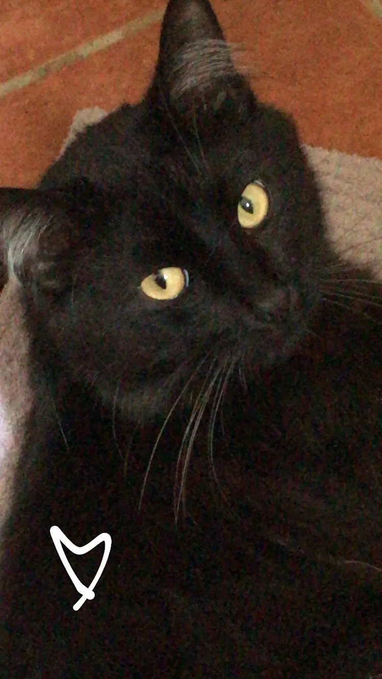 Lost cat in Sylmar, CA, 91342