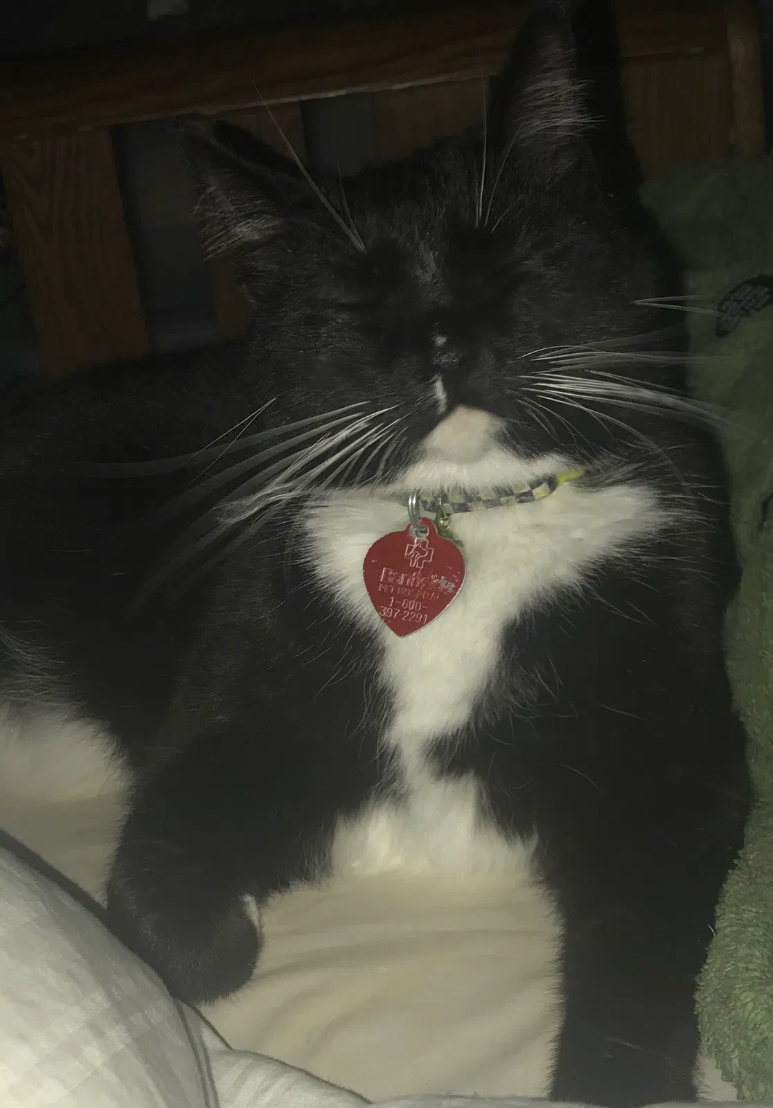 Lost cat in Virginia Beach, VA, 23452